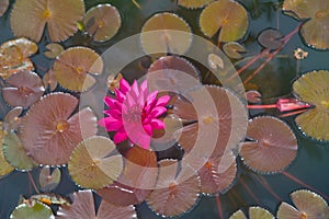 Beautiful and peacefull blooming water lily flowers and leafs on the pond