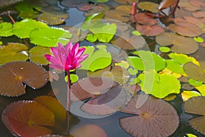 Beautiful and peacefull blooming water lily flowers and leafs on the pond