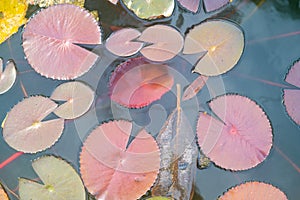 Beautiful and peacefull water lily leafs on the pond