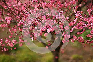 Beautiful peach blossom in China