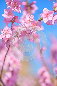 Beautiful peach blossom flowers in spring