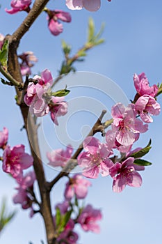 Beautiful peach blossom. Pink Peach Flowers. peach flowers on blue sky background. vertical photo