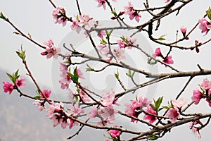 Beautiful peach blossoms in the mountains are blooming on the branches. photo