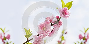 Beautiful Peach Blossoms at spring