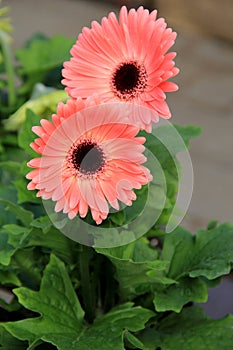 Beautiful peach colored petals of the Gerbera daisy