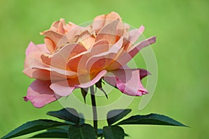 Beautiful peach colored rose with opened petals and heady perfume