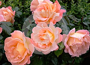 Beautiful peach coloured bush roses.