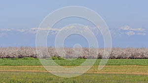 Beautiful Peach farm Blossom around Fresno