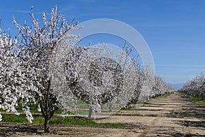 Beautiful Peach farm Blossom around Fresno