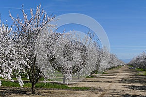 Beautiful Peach farm Blossom around Fresno photo