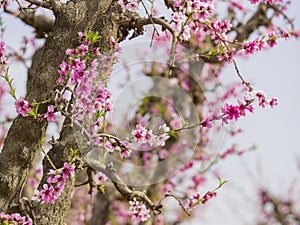 Beautiful peach flower blossom photo