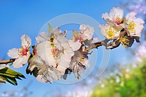 Beautiful peach flowers close up