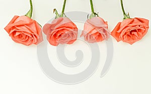 Beautiful Peach rose isolated on white background