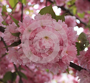 Beautiful peach-tree in a garden