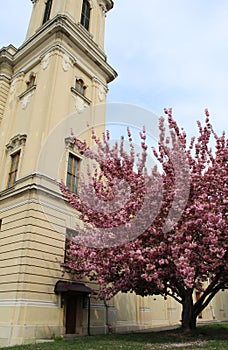 Beautiful peach-tree in a garden