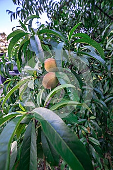 Beautiful peach tree with ripe peaches