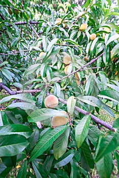 Beautiful peach tree with ripe peaches