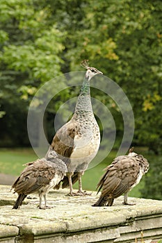 Beautiful peacock