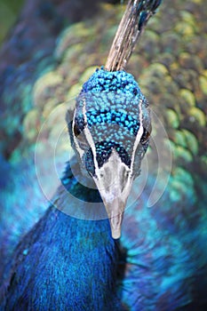 Beautiful peacock