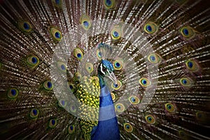 Beautiful peacock