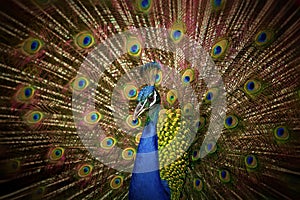 Beautiful peacock