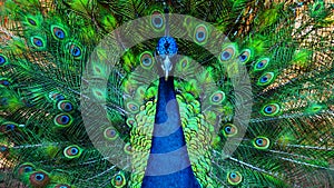 beautiful peacock