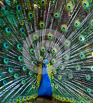 beautiful of peacock