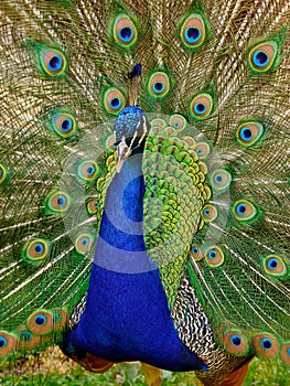 Beautiful Peacock