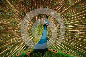 Beautiful peacock