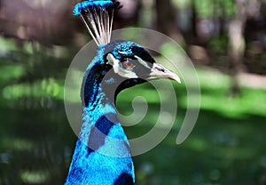 Beautiful peacock