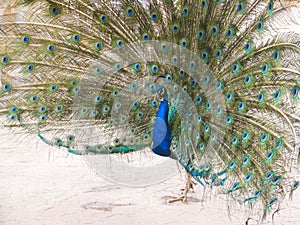 Beautiful peacock