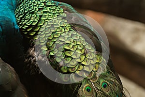 Beautiful Peacock