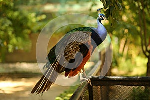 Beautiful peacock bird standing on a fence in summer garden