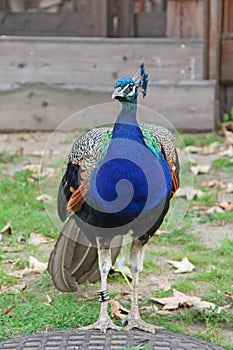 Beautiful peacock with blue chest and pappus