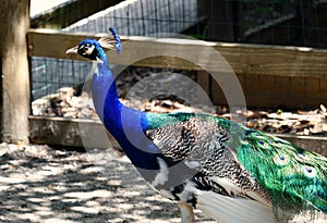 A beautiful peacock with bright blue feathers.