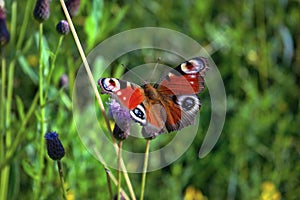 A beautiful Peacock Butterfly, Aglais io, nectaring on a Wild aster flower