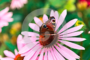 Beautiful the Peacock butterfly and echinacea flower in summer