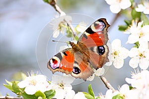 beautiful peacock butterfly sitting on white flowers pollinating and feeding