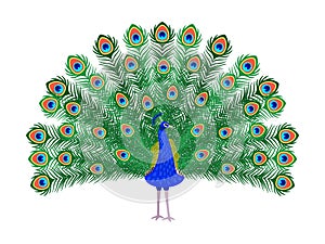 Beautiful peacock cartoon bird