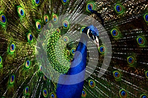 Beautiful Peacock Closeup 