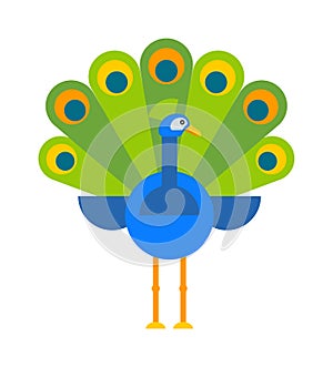 Beautiful peacock colorful blue beautiful nature bird and wildlife bright tropical peafowl flat vector.