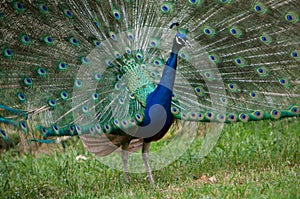 A beautiful peacock with colorful feathers photo