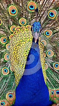 Peacock wallpaper photo