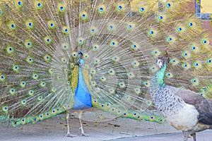 Beautiful peacock displaying his beautiful fan