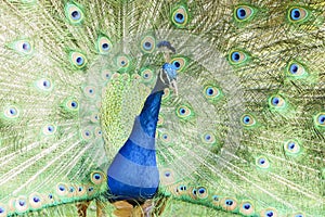 Beautiful peacock displaying his beautiful fan