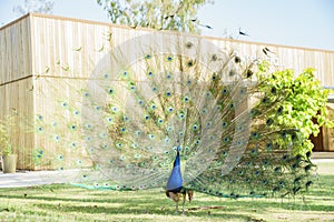 Beautiful peacock displaying his beautiful fan