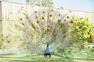 Beautiful peacock displaying his beautiful fan