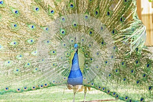 Beautiful peacock displaying his beautiful fan