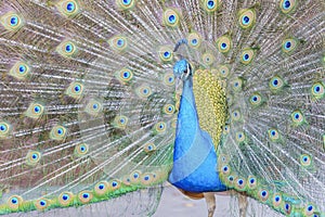 Beautiful peacock displaying his beautiful fan