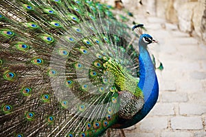 Beautiful peacock displaying his plumage